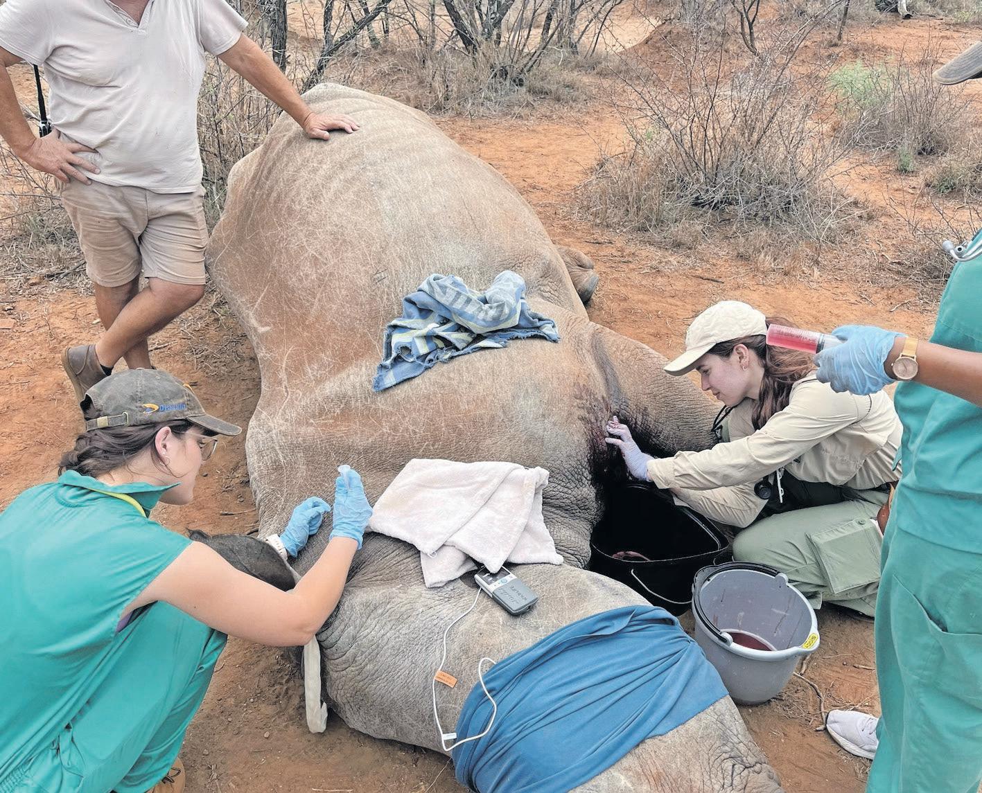 Vital role of veterinarians and teams in rhino conservation