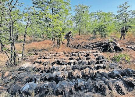 123 vultures die in Kruger National Park