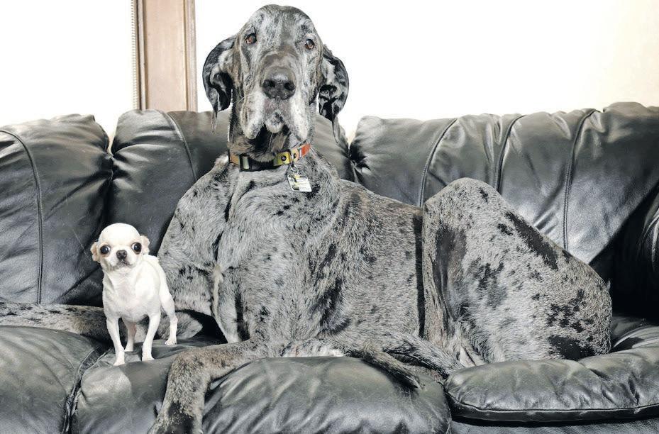 World's tallest and shortest dogs meet