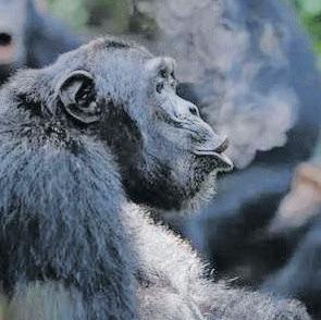 Chimp drumming reveals building blocks of human rhythm