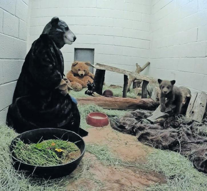 Humans dressed as bears raise cub