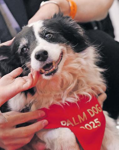 Sheepdog named Panda claims Palm Dog award