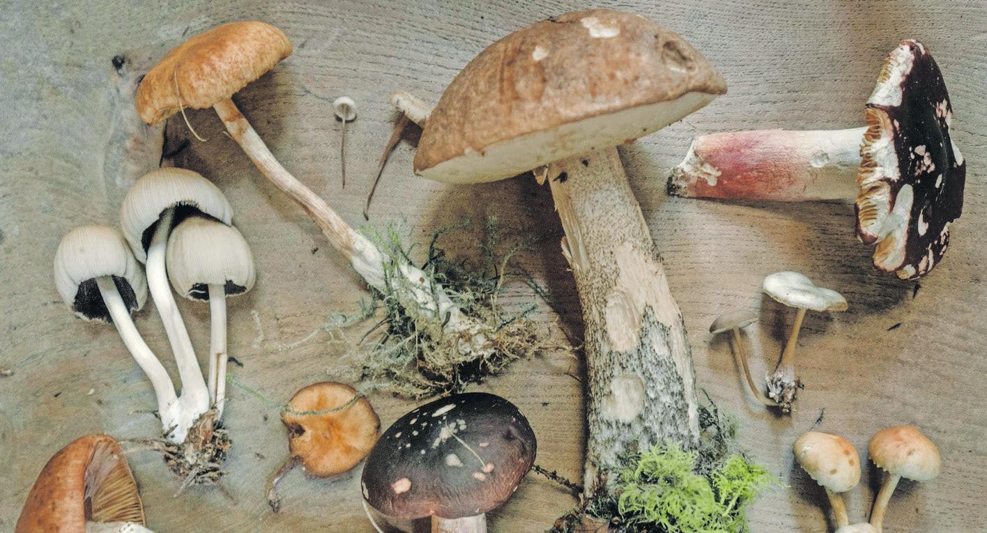 Mushrooms: all you need to know from storing them to all their health benefits