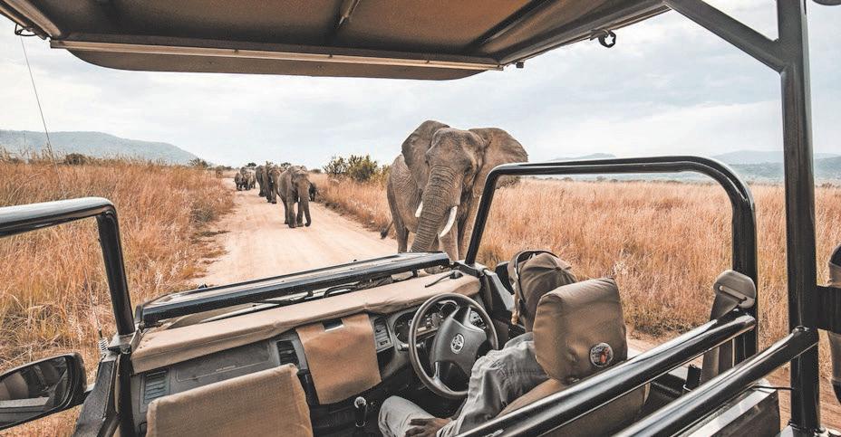 7 reasons to experience a South African safari for a roaring winter adventure