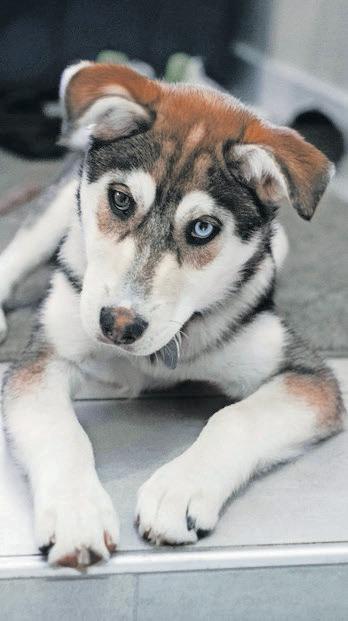 Is your pet's evolution a 'paw-sitive' surprise?