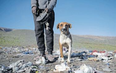 How the Sidewalk Steri Clinic is changing pet care in SA townships