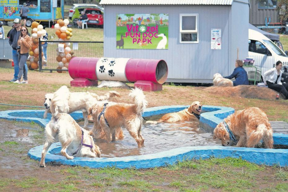 City of gold shines as over 100 retrievers gather