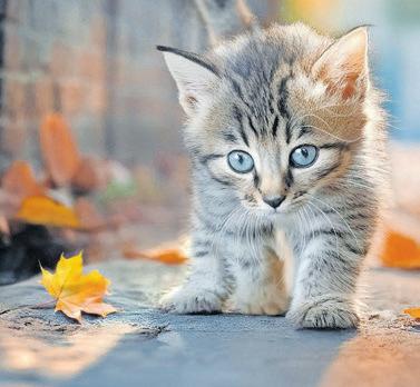 Purr- chase with a purr-pose