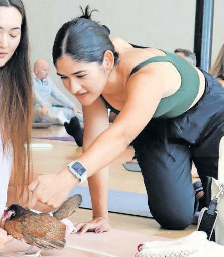 Experience the joy of chicken yoga