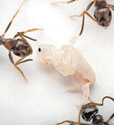 Sick ants invite destruction to save colony