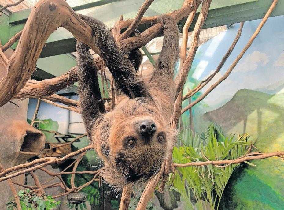 Beloved sloth who wasn't slothful dies at zoo