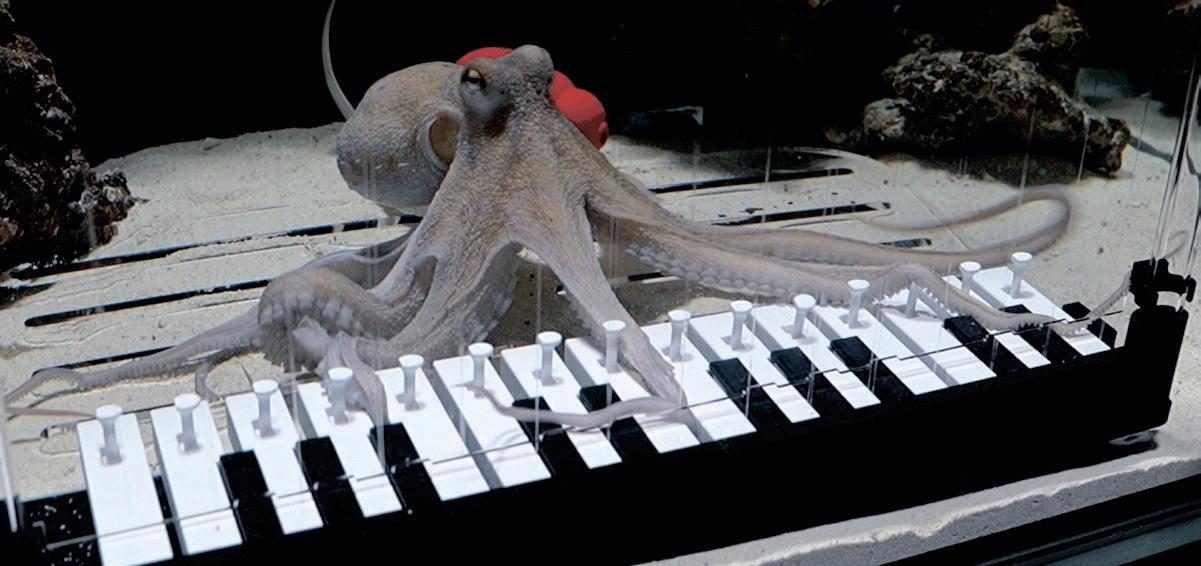 Ink-credible: Octopus learns piano in viral experiment