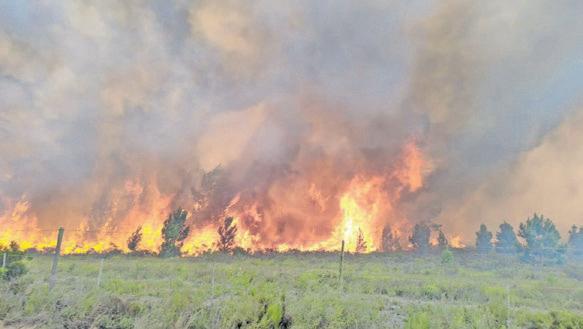 Western Cape's nightmare: fruit flies, roaches and wildfires
