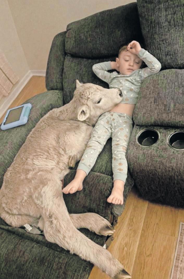 Farmer’s kids cuddle up to freezing calf