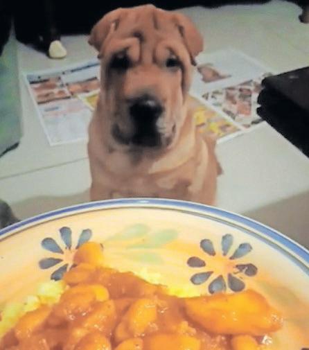 Missing Shar Pei loved beans curry and ladoo, found shot dead in Ladysmith
