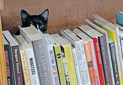 A cat on the lap makes for purrfect reading at bookstore