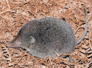 Excitement over elusive Boosmansbos long-tailed forest shrew after 46 years