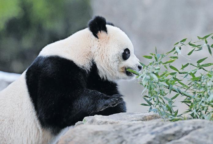 National Zoo's young pair show signs of amorous affection
