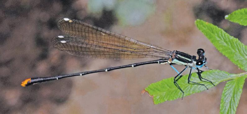 Why dragonflies should be central to biodiversity efforts