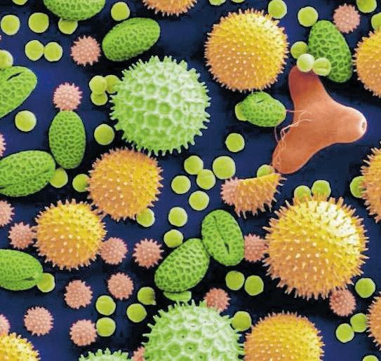 Ancient pollen reveals stories about Earth's history