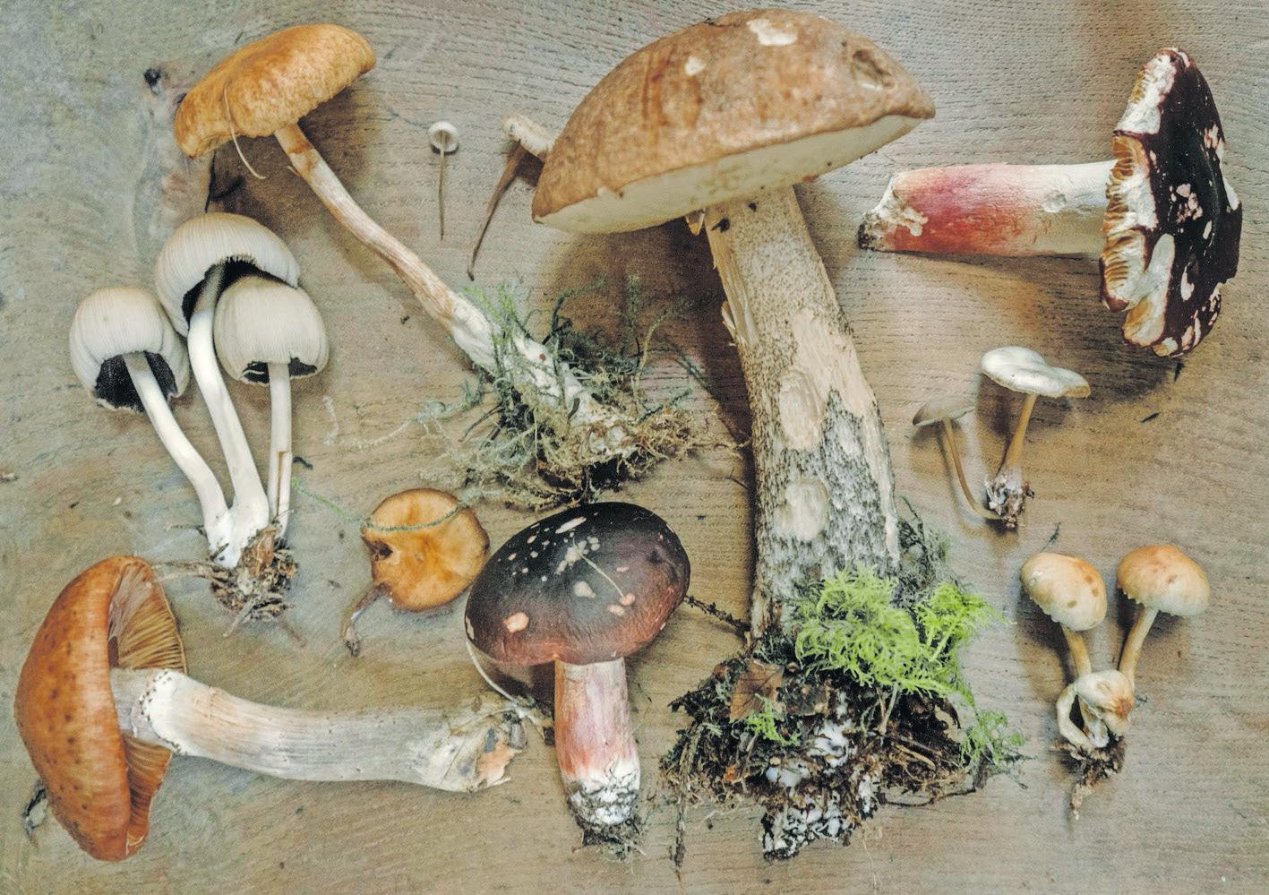 Mushrooms: all you need to know from storing them to all their health benefits
