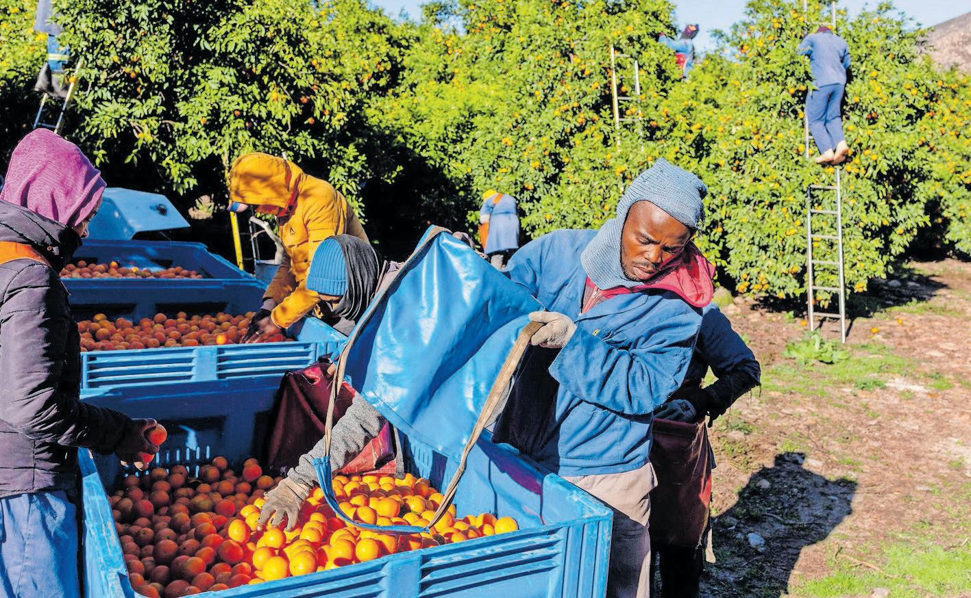 Trump tariffs sour fortunes of SA’s citrus farmers