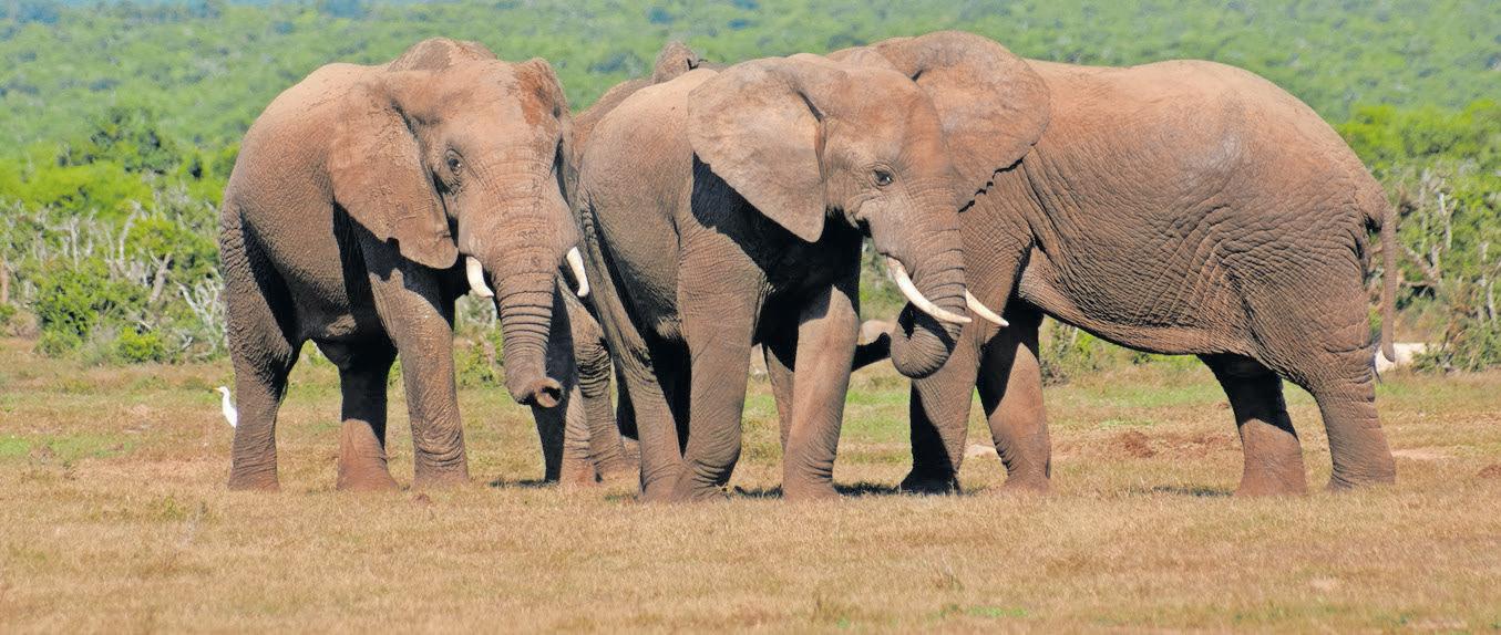 Uncover Africa's best wildlife destinations this Africa Month