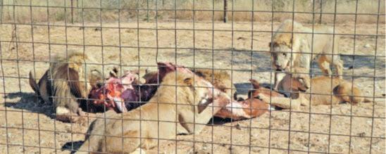 Confronting SA's captive lion industry