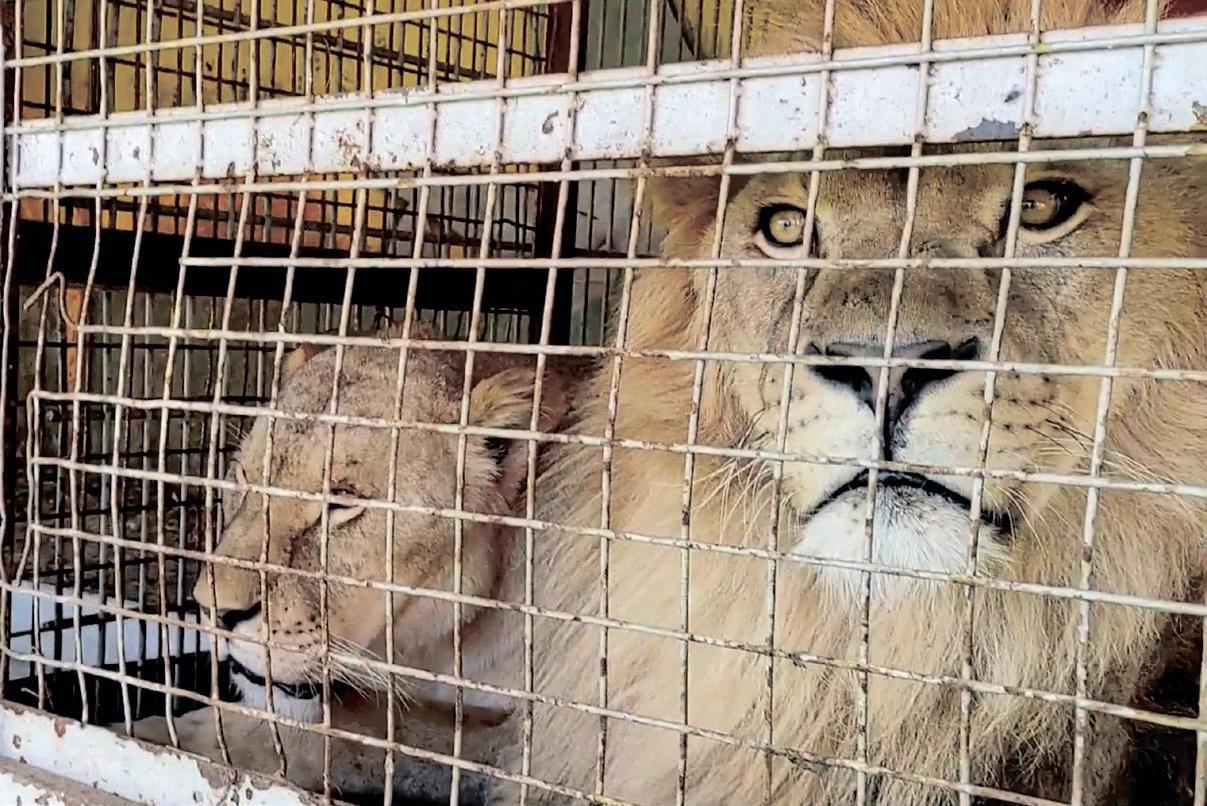 Rescued from circus life: the story of Goliath and Coralie