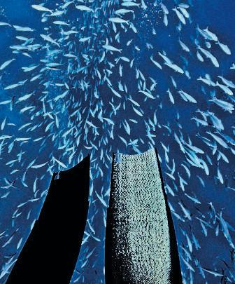 Fishermen ready for nature's epic migration spectacle