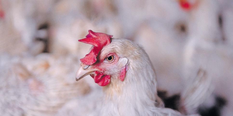 SA launches a mass vaccination programme against avian influenza