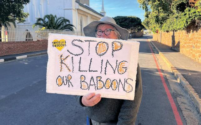 Hundreds rally in Simon's Town against proposed baboon removals