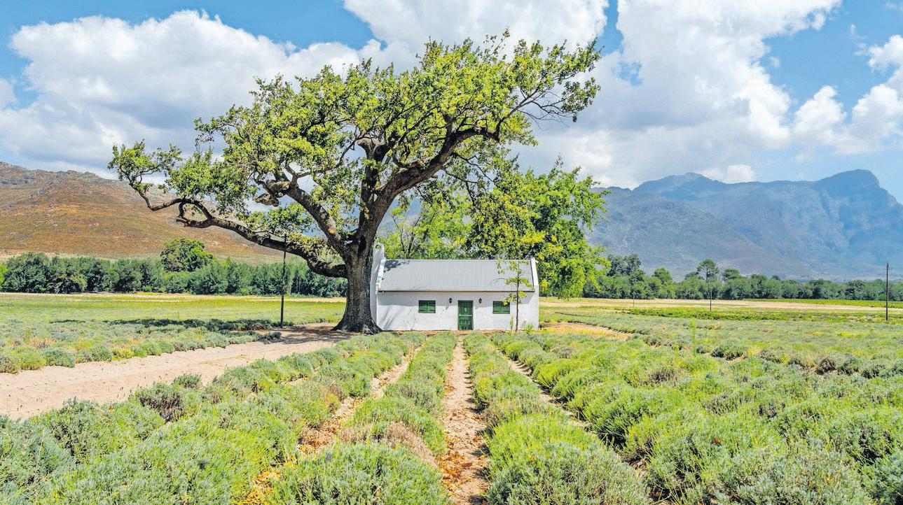 Say 'I do' in style: SA's most stunning spring wedding destinations