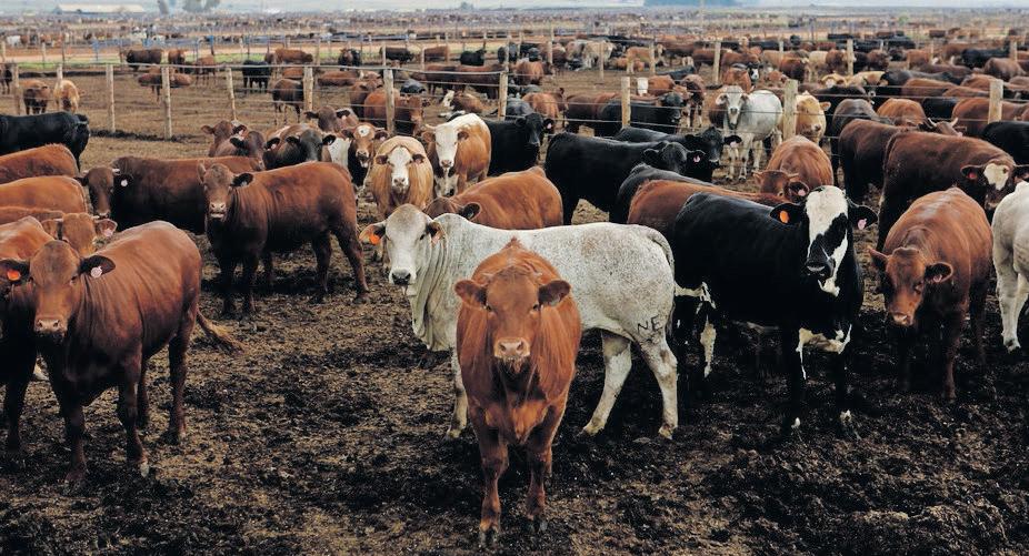 Foot-and-mouth disease wreaks havoc in SA