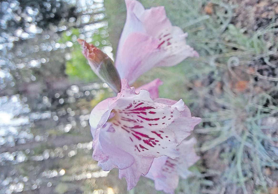 Fynbos... our national treasure