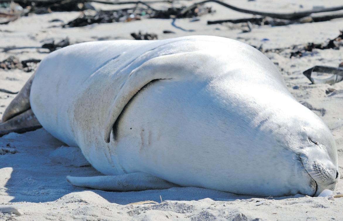Rare sighting of Antarctic crabeater sea at Strand Beach