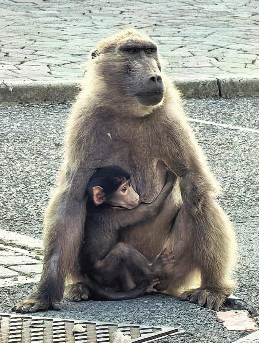 Conservationists oppose baboon removal