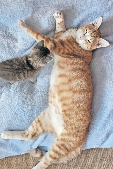 Rescue cat becomes foster parent