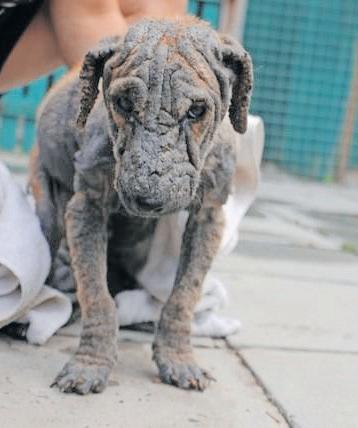 Huxley’s recovery after neglect