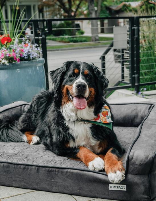High-end pet features for your home