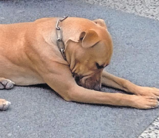 Justice sought for stabbed dog in Hangberg