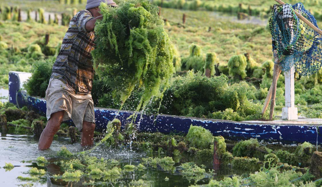 SEAWEED FARMING A SUSTAINABLE SUPERFOOD AND CLIMATE SOLUTION?