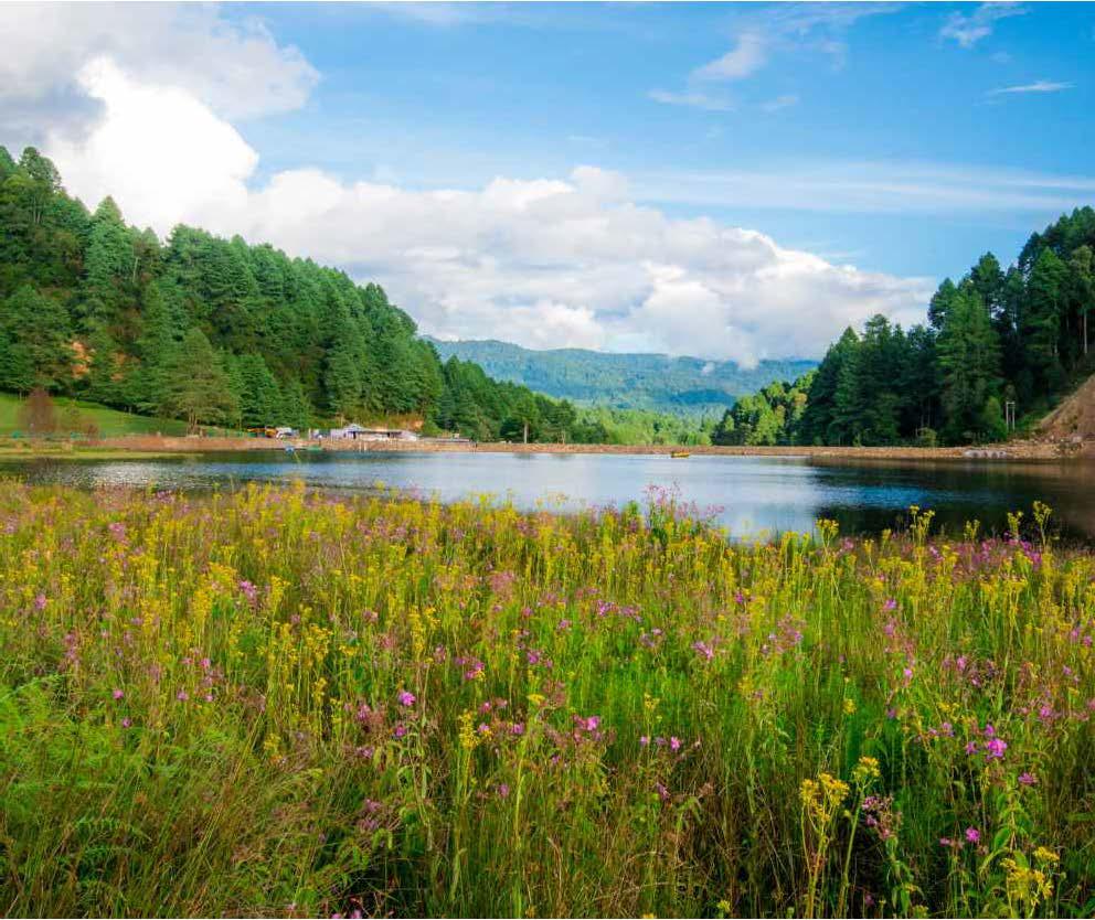 Ziro - Where Stillness Sings Its Song