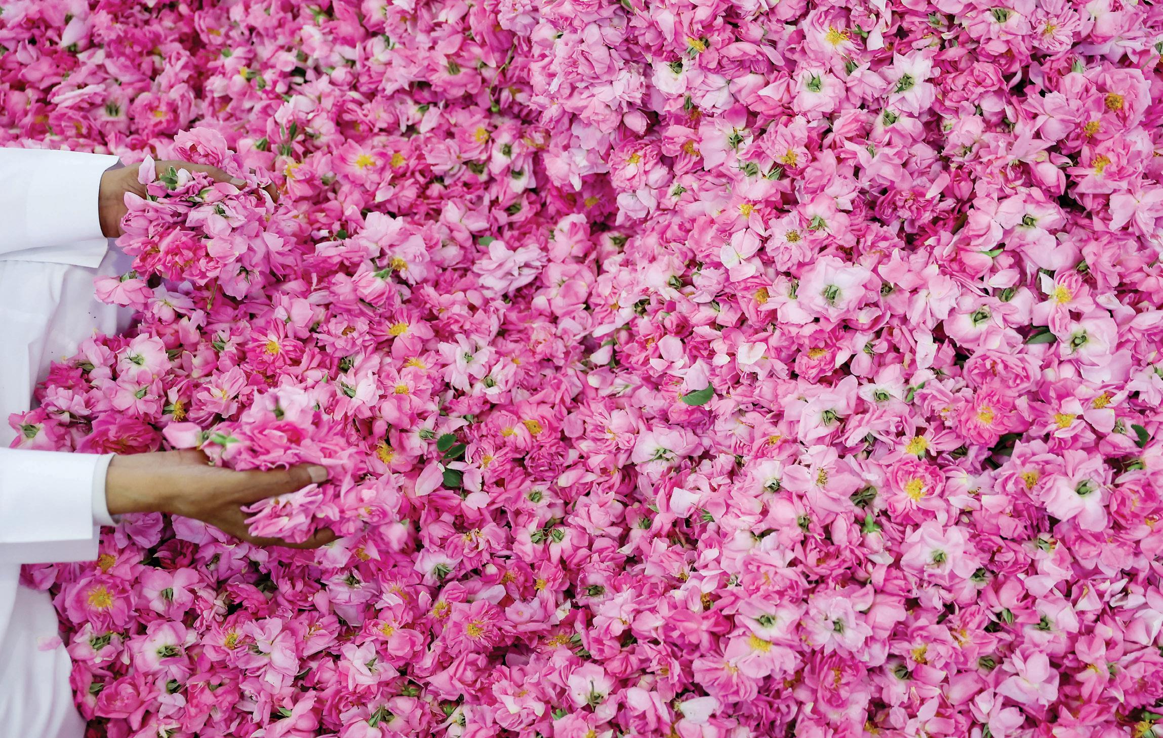 Saudi 'city of roses' offers fragrant reminder of desert's beauty