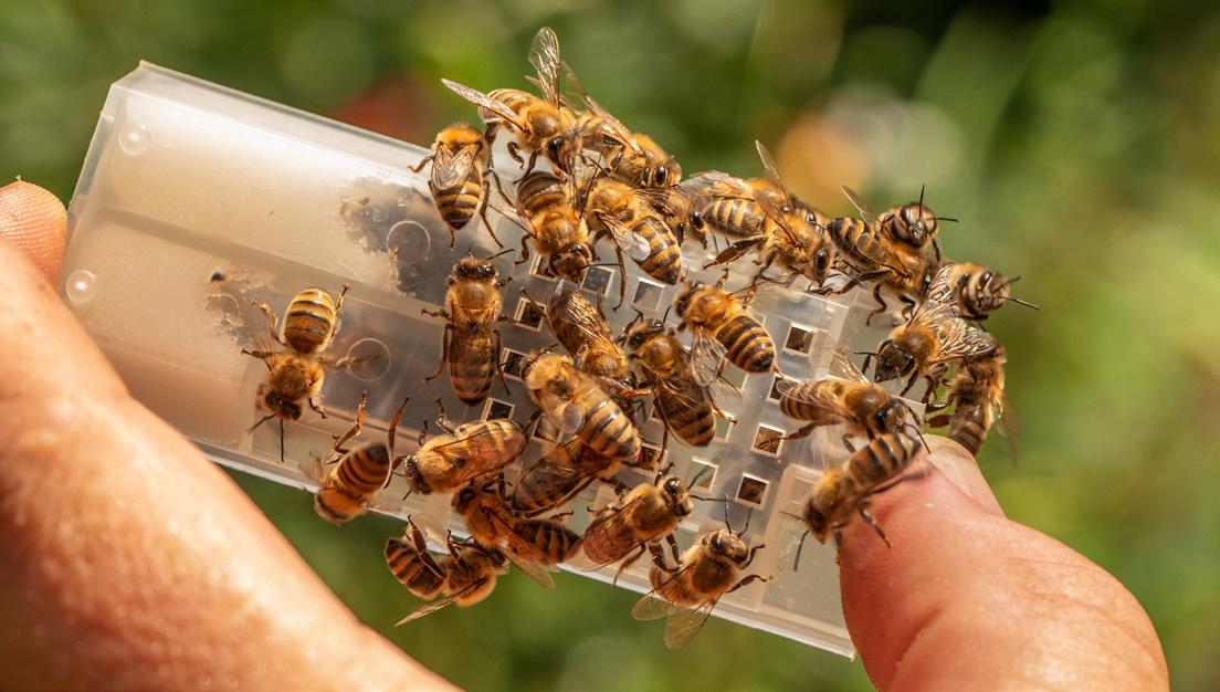 Doctors warn of rare cardiac risks due to insect stings