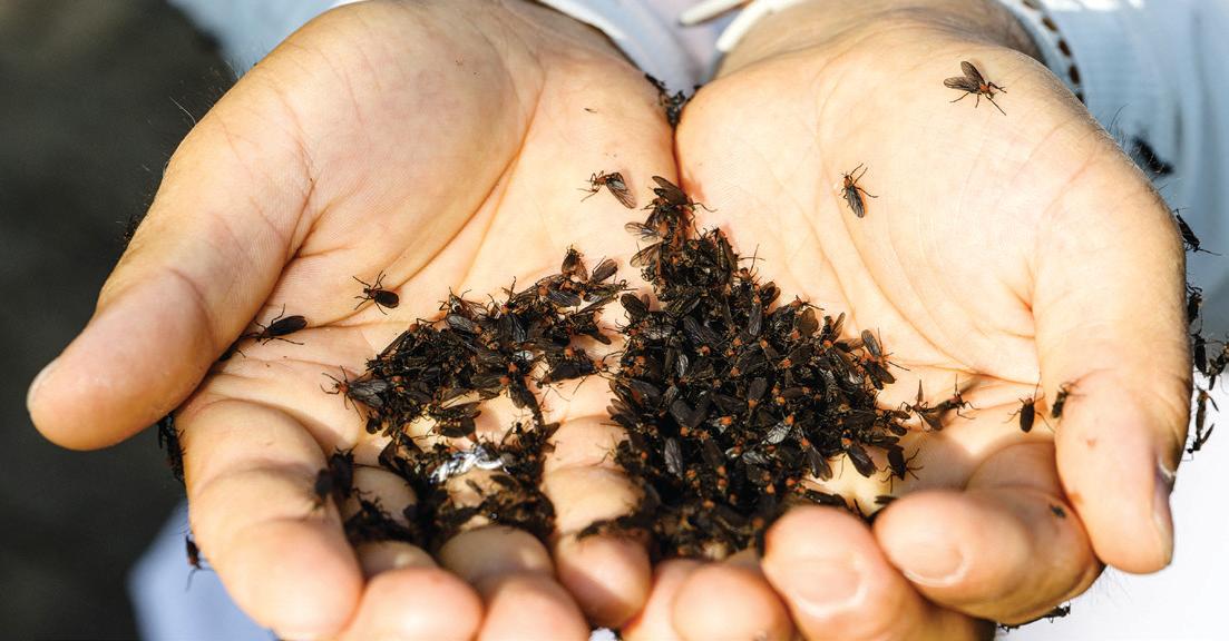 Rotten insects, climate change: S Korea battles invasion by ‘lovebug’