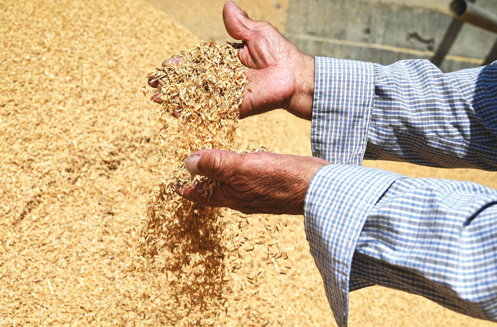Eco-friendly revolution at work: Their houses are made from rice
