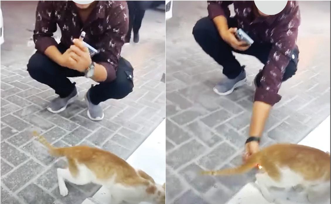 Video of man torturing cat goes viral; rescuers call for action, stricter laws