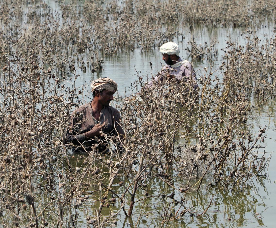 Pakistan floods batter fields, factories and fiscal plans