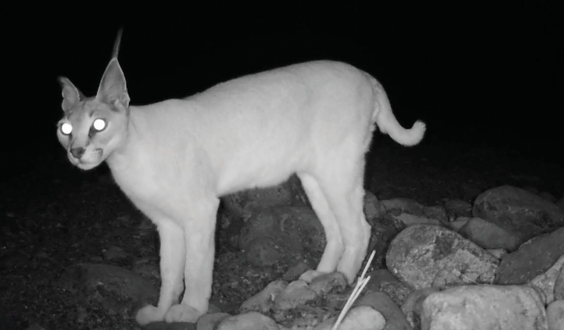 Critically endangered wild cat spotted at Wadi Wurayah